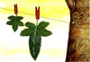 Cartoon: Adam  Eve (small) by Medi Belortaja tagged adam eve leaf leaves drawers drying