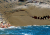 Cartoon: exotic beach (small) by Medi Belortaja tagged exotic,beach,women,girls,horror,dangerous,crocodile