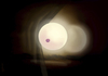 Cartoon: full moon (small) by Medi Belortaja tagged full,moon,erotic