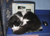 Cartoon: internet dreams (small) by Medi Belortaja tagged internet,yahoo,dreams,cat,sleeping,laptop