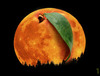 Cartoon: peach moon (small) by Medi Belortaja tagged peach,moon