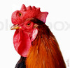 Cartoon: roosterman (small) by Medi Belortaja tagged roosterman