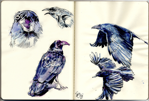 Cartoon: Murder1 (medium) by halltoons tagged crow,crows,bird,birds,sketch,watercolor