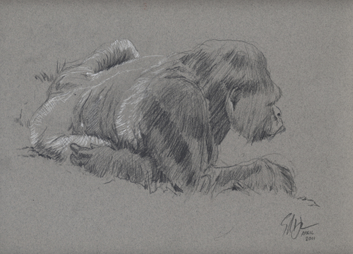 Cartoon: Silverback (medium) by halltoons tagged gorilla,silverback,zoo,drawing