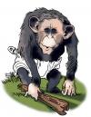 Cartoon: Bush Chimp (small) by halltoons tagged bush,president,usa,chimp,ape