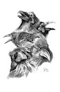 Cartoon: Raven totem 3 (small) by halltoons tagged raven,crow,corvid