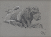 Cartoon: Silverback (small) by halltoons tagged gorilla,silverback,zoo,drawing