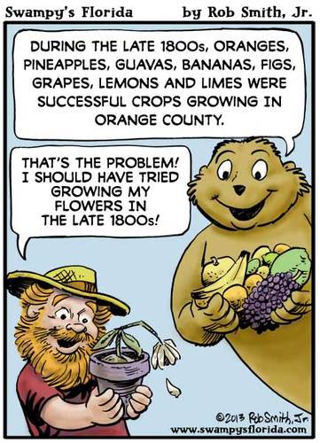 Cartoon: Swampys Florida Webcomic (medium) by RobSmithJr tagged ftravel,florida,tourism,flordia,history,swampys,citrus,orange,oranges,bananas,guava,agriculture,fruit,figs,bana,humor,joke,cartoon,cartooning,illustration