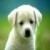 tilottoma's avatar