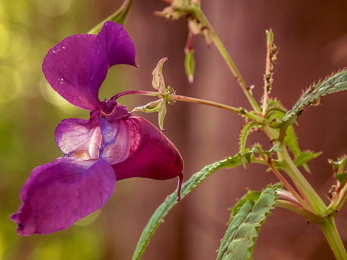 Cartoon: Herbstfarben (medium) by Peter Losch tagged blume,makroaufnahme,pflanzen,wald,harz