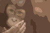 Cartoon: monkey (small) by Peter Losch tagged tiere,affen,natur,verhalten,mensch,evolution