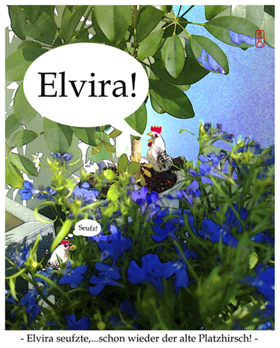 Cartoon: Elvira (medium) by edda von sinnen tagged sinnen,von,edda,elvira,zenf,zenundsenf,zensenf,leidenschaft,liebe,balkon,2013,sommer,henne,hahn,gockel,composing,illustration,cartoon