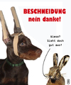 Cartoon: Beschneidung - nein danke! (small) by edda von sinnen tagged beschneidung,zenundsenf,zensenf,zenf,andi,walter,circumcision,hund,hound,dog,cutting,hare,rabit,edda,von,sinnen