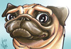 Cartoon: Pug (small) by nolanium tagged pug,dog,caricature,nolan,harris,nolanium