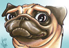 Cartoon: Pug (small) by nolanium tagged pug dog caricature nolan harris nolanium