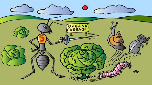Cartoon: Organic Cabbage (medium) by Alexei Talimonov tagged organic,cabbage