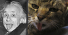 Cartoon: Der Einstein Nachfolger (small) by ChrisCross tagged albert,einstein,katzen