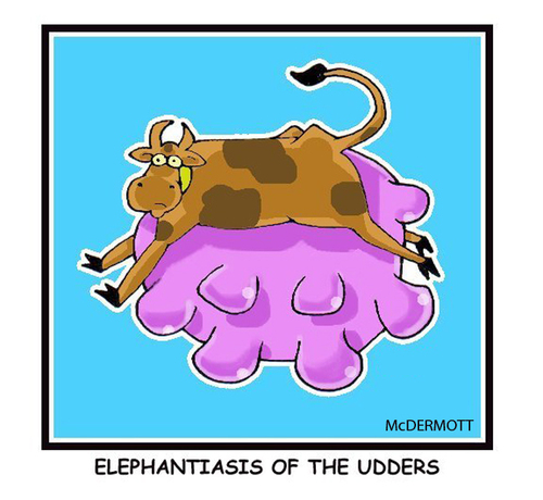 Cartoon: Cowtoons (medium) by Cartoons and Illustrations by Jim McDermott tagged elephantiasis,cows