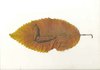 Cartoon: leaf (small) by charlly tagged leaf