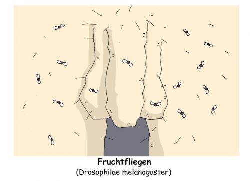 Fruchtfliegen Fruchtfliegen