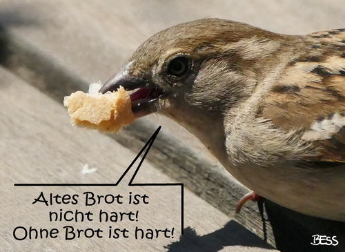 Cartoon: Brotzeit (medium) by besscartoon tagged vogel,spatz,essen,brot,hart,alt,bess,besscartoon