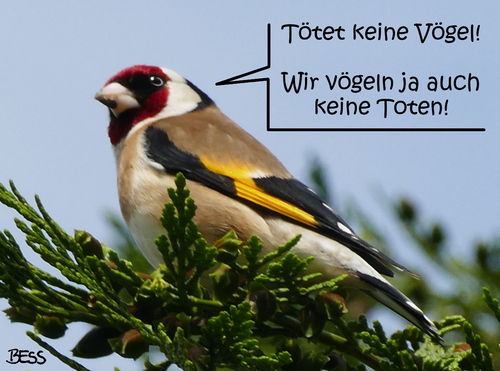 Cartoon: Geschäft auf Gegenseitigkeit (medium) by besscartoon tagged vogel,vögeln,tot,tote,bess,besscartoon