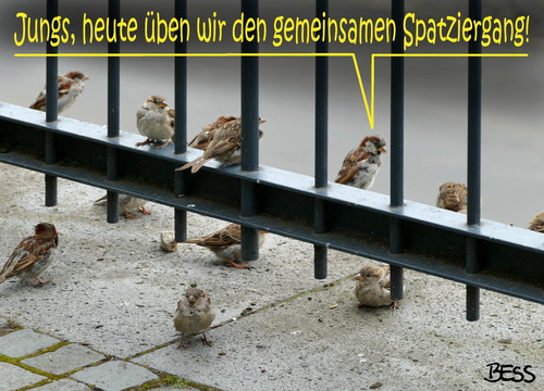 Cartoon: Spatz-iergang (medium) by besscartoon tagged spatzen,vögel,spaziergang,bess,besscartoon