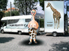 Cartoon: man gönnt sich ja sonst nichts (small) by besscartoon tagged camping,urlaub,ferien,reisen,luxus,wohnmobil,anhänger,giraffe,haustier,vorsicht,genuss,hals,bess,besscartoon