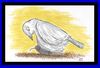 Cartoon: peace in dilemma (small) by Aswini-Abani tagged peace,pigeon,bomb,terror,world,aswini,abani,asabtoons