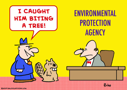 Cartoon: beaver biting tree environmental (medium) by rmay tagged beaver,biting,tree,environmental,protection,agency