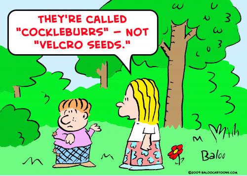 Cartoon: cockleburrs velcro seeds (medium) by rmay tagged cockleburrs,velcro,seeds