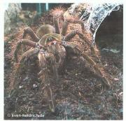 ARACHNIDA ^^x^^